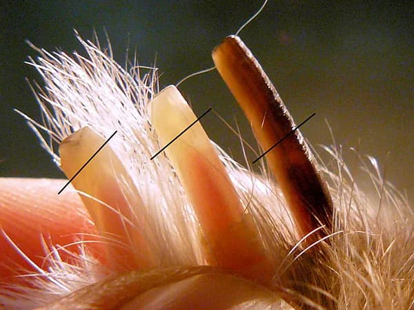 Jak obcinać paznokcie śwince morskiej bez stresu i bólu