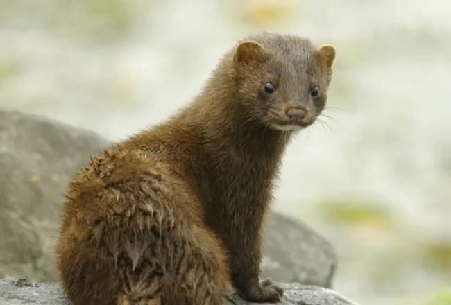 Jak są pozyskiwane rzęsy z norek? Etyka i kontrowersje w procesie